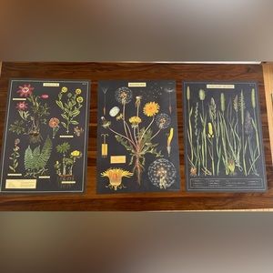 Set of 3 Plant Posters Wall Art 20”x 28”